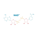 散装70% NAD +烟酰胺腺嘌呤二核苷酸NAD粉末