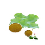Lotus Leaf Extract Manufacturer - ODM 2% Nuciferin Halal Lotus Extract Powder