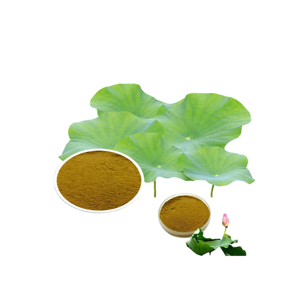 Lotus Leaf Extract Manufacturer - ODM 2% Nuciferin Halal Lotus Extract Powder