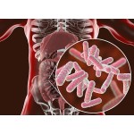 Probiotics Powder Supplier - OEM 10B 100B CFU/g Lactobacillus Acidophilus