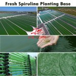 Spirulina Tablets Factory - ODM Halal Organic Spirulina Powder Tablets