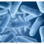 Probiotics Powder Manufacturer - ODM High Quality Lactobacillus Casei Powder