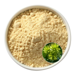 Camptothecin Extract Supplier - OEM Camptotheca Acuminata Bark