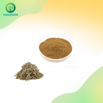 Shatavari Powder Factory - Asparagus Racemosus 10:1 Extract