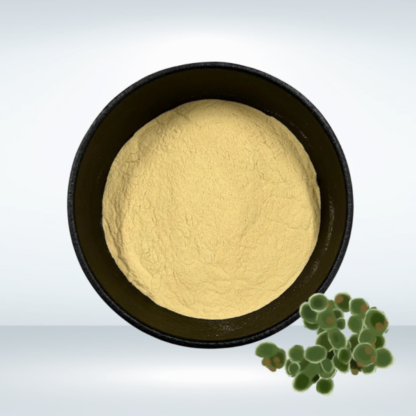 Saccharomyces Cerevisiae Powder Manufacturer - High Quality Yeast