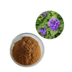 Ajuga Turkestanica Powder Factory - 2% 10% Turkesterone Natural Extract