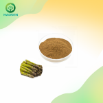 Shatavari Powder Factory - Asparagus Racemosus 10:1 Extract