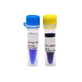 DNA Ladder Supplier - OEM 100bp Ready-to-Use