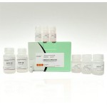 L-Glutamine Factory - OEM 99.5% Cell Culture Grade