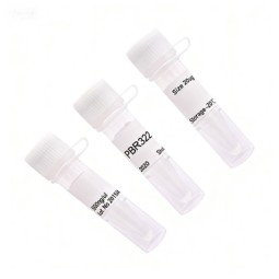 PBR322 Plasmid Supplier - OEM Molecular Cloning Reagent