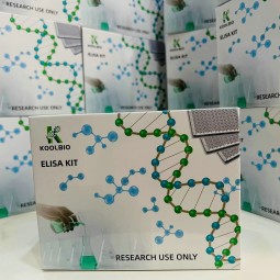 Adropin ELISA Kit Factory - OEM High Sensitivity Serum Plasma Test