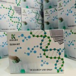 MUC5AC ELISA Kit Factory - OEM Bronchoalveolar Lavage Fluid Test