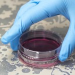 Petri Dishes Supplier - OEM 35-100mm Vented Lid