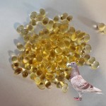Pigeon Fish Oil Capsules Factory - Racing Bird Strength Enhancement