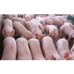 Pig Premix Feed Supplier - Multivitamin Compound 25kg Growth