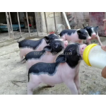 Animal Milk Replacer Manufacturer - Piglet Calf Protein Nutrition