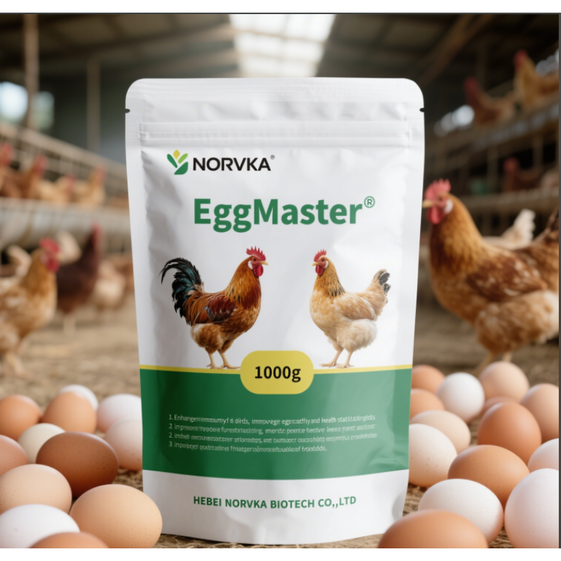 Egg Booster Premix Supplier - Layers Chicken Feed Enhancement