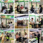 High Quality Korean Red Ginseng Root Extract Powder 10:1 20:1 Korean Red Ginseng Extract