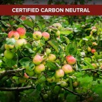 Apple Cider Vinegar Capsules Supplier - OEM Extra Strength Motherwort