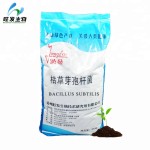 Feeding Soil Microbes Microbial Inoculum Bacillus Subtilis