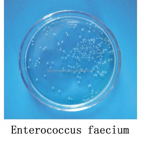 Probiotics Feed Additive Enterococcus Faecium