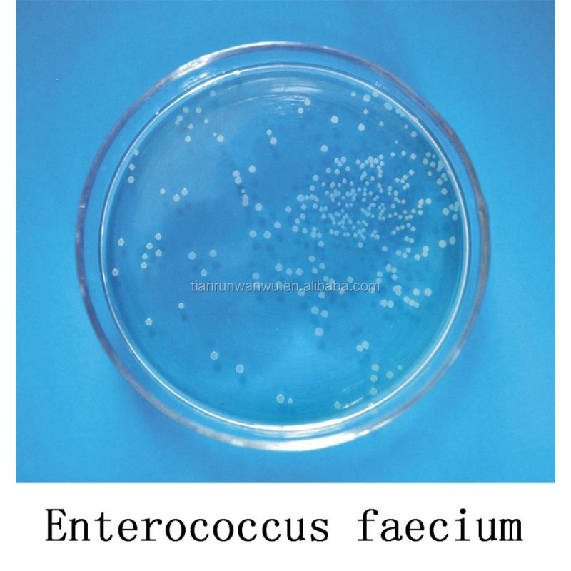 Probiotics Feed Additive Enterococcus Faecium