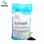 Bacillus Subtilis