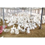 Pig, Chick, Duck, Sheep, Snake, Chicken/hen Fermentation Bed Bacteria