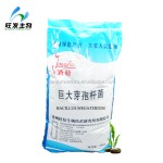 Bacillus Megaterium(phosphate Solubilizing Bacteria)