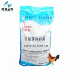 Bacillus Subtilis