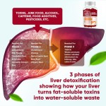 Liver Health Gummy Factory - Milk Thistle Cleanse Detox Repair