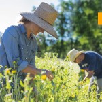 Turmeric Curcumin Drops Manufacturer - Musculoskeletal Support