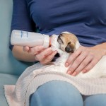 Goat Milk Powder Manufacturer - OEM Puppies Kittens Colostrum Vitamin