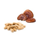 Ganoderma Capsules Manufacturer - Reishi Extract 120 Capsules