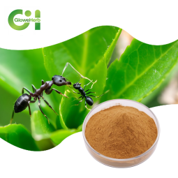 Black Ant Extract Manufacturer - OEM 10:1 Extract Natural Supplement