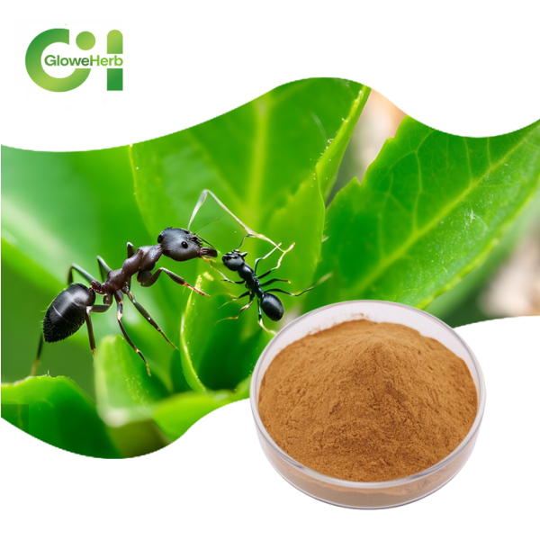 Black Ant Extract Manufacturer - OEM 10:1 Extract Natural Supplement