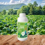 Anti-Cracking Agent Manufacturer - Fruit Drop Prevention Grapes