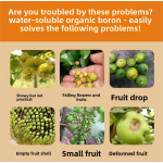 Rooting Liquid Supplier - Humic Acid Transplant Three Days