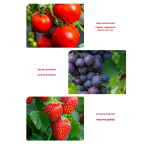 Organic Fertilizer Factory - Granular Water-Soluble Fast Rooting