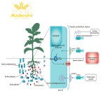 Organic Fertilizer Supplier - Water Soluble Wood Acid