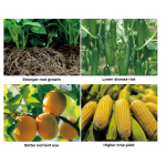 Nematicide Supplier - Organic Bacteria Acid Marigold