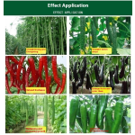 Water-Soluble Fertilizer Manufacturer - Seaweed Slow Release