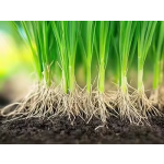 Nutrient Fertilizer Supplier - 21 Elements Micro Macro