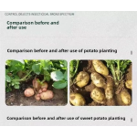 Root Crop Fertilizer Supplier - Water-Soluble Growth Control