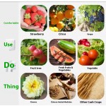 Organic Fertilizer Factory - Granular Water-Soluble Fast Rooting