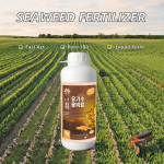 Seaweed Fertilizer Manufacturer - Microbial Slow Release Eco