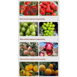 Seaweed Fertilizer Supplier - Microbial Eco-Friendly Natural