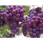 Antifreeze Fertilizer Manufacturer - Liquid Crop Agent