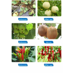 Nitrogen Fertilizer Factory - Liquid 4-in-1 Marine Extract