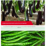 Water-Soluble Fertilizer Manufacturer - Seaweed Slow Release